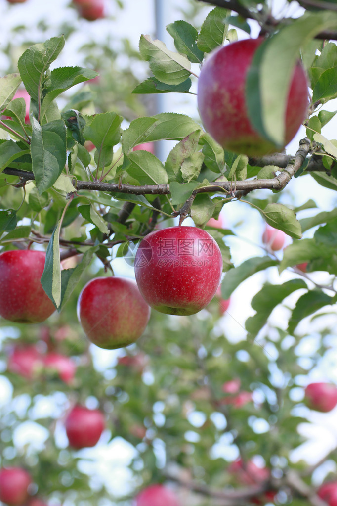 苹果树枝上的红苹果图片