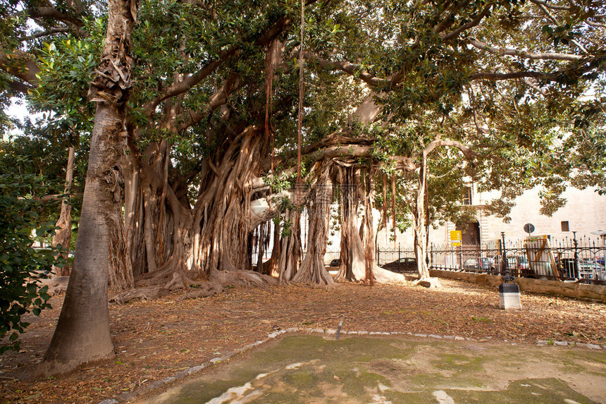 巴勒莫大榕树的景色图片