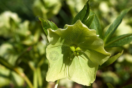 春日的Helleborus图片