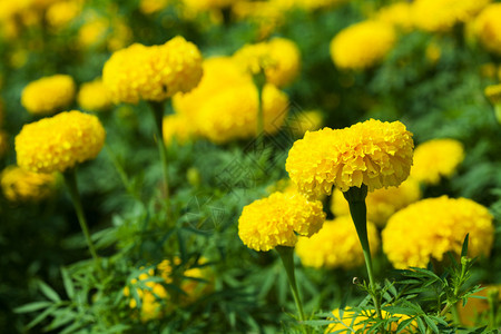 金盏花特写图片