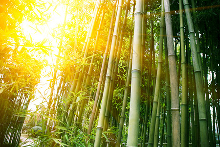 户外森林的竹子图片