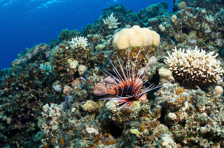 埃及红海珊瑚礁上的狮子鱼Pter图片