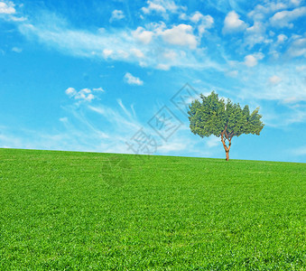 草原上的树图片