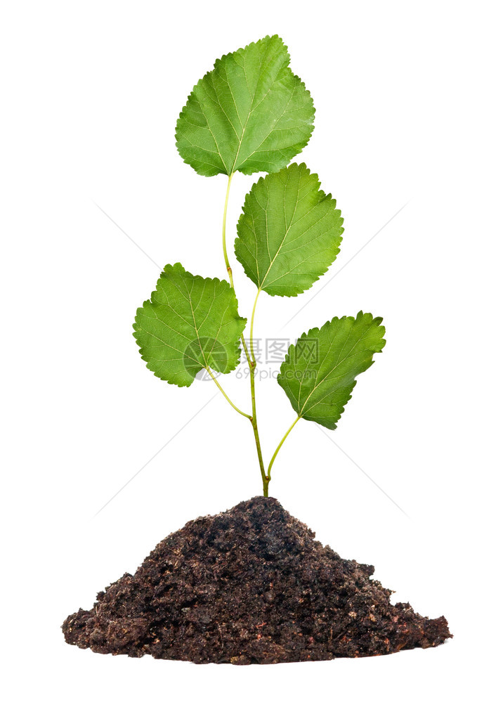 从土壤中生长的树苗图片