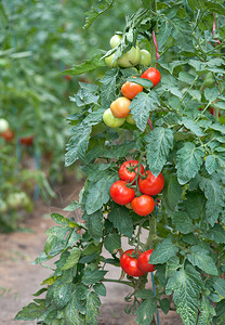 番茄生长图片