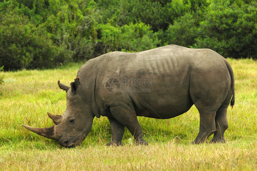 白犀牛维特雷诺斯特Rhino锡金站在水坑旁图片