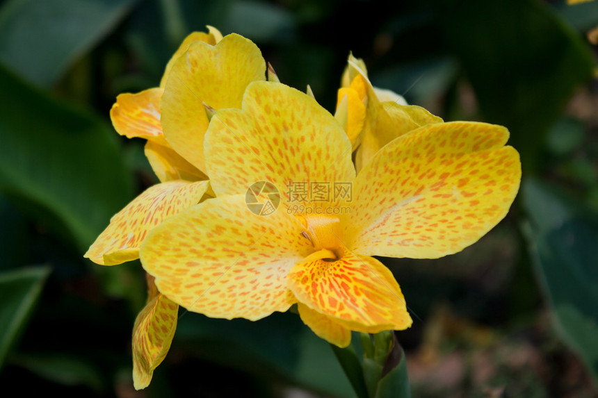 黄色美人蕉花卉植物图片