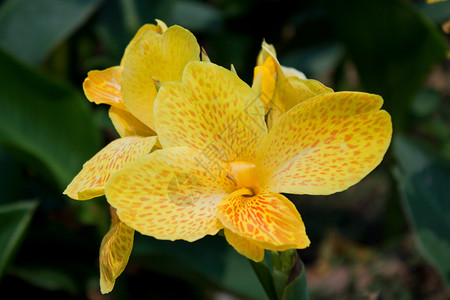 黄色美人蕉花卉植物图片