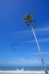 海和椰子树图片