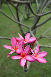 鸡蛋花图片