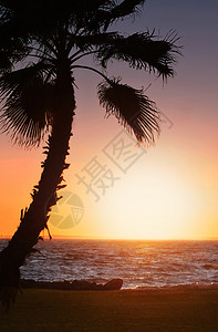 与棕榈树的热带日落图片