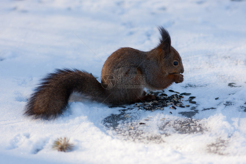 雪地上的松鼠吃葵花籽图片