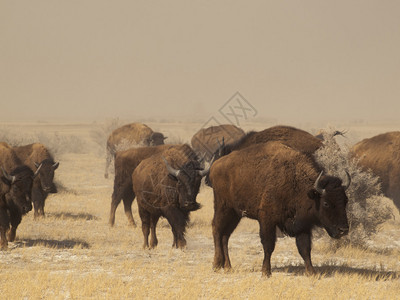 萨帕塔自然野牛群高清图片