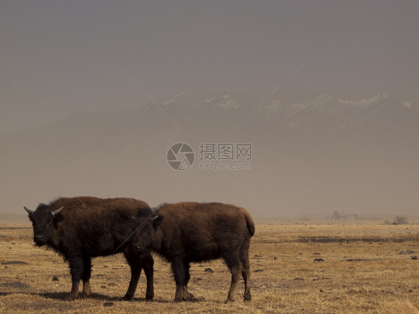 科罗拉多州萨帕塔牧场的水牛群高沙漠草原高山森林湿地沙丘小溪和茂密的草地为野牛牧场提供了风景最优美生态最多样图片