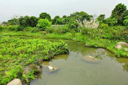 湿地图片
