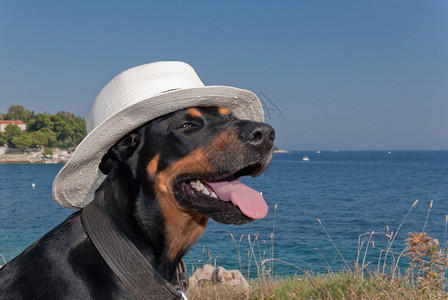 一只戴帽子的酷狗图片