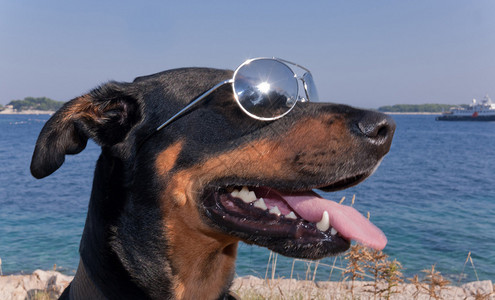 一只带太阳眼镜的酷狗在亚图片