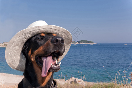 一只戴帽子的酷狗图片