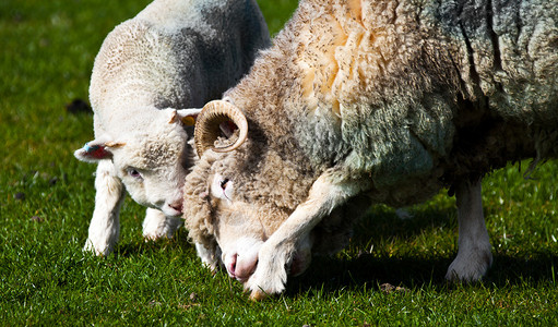 羔羊和母羊结合图片
