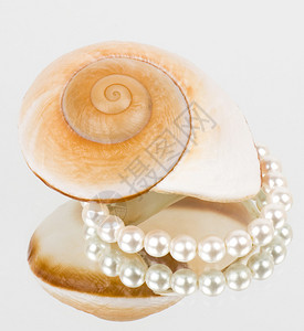 贝壳与珍珠项链在白色背景图片