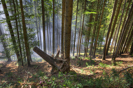 夏季在Beskidy山脉WielkaRacza拍摄的美丽的图片