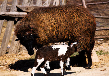保加利亚农场的绵羊和她的羔羊图片