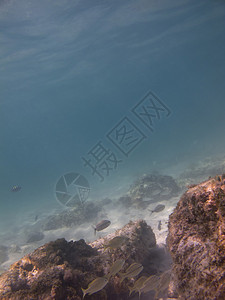 幼鱼在礁石中游泳图片