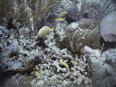 和其他鱼类一起在珊瑚礁中游泳的法图片