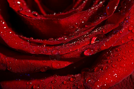 深红玫瑰的宏图上面有水图片