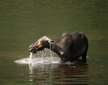 雌驼鹿哺乳动物在河里吃东西公园JacquesCartie魁图片