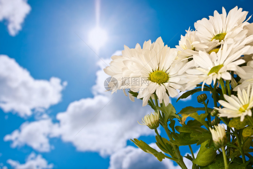 在晴朗的蓝天和云彩下的雏菊图片