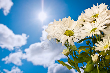 在晴朗的蓝天和云彩下的雏菊图片