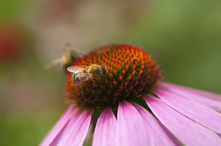 蜜蜂为生长在花坛的紫锥菊授粉图片