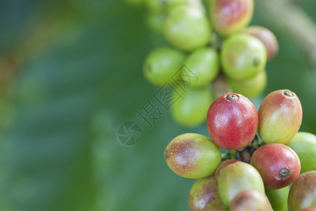 植物上的咖啡豆图片