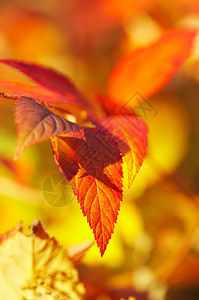 秋天秋天的背景图片