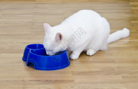 白猫吃白蓝碗一餐图片