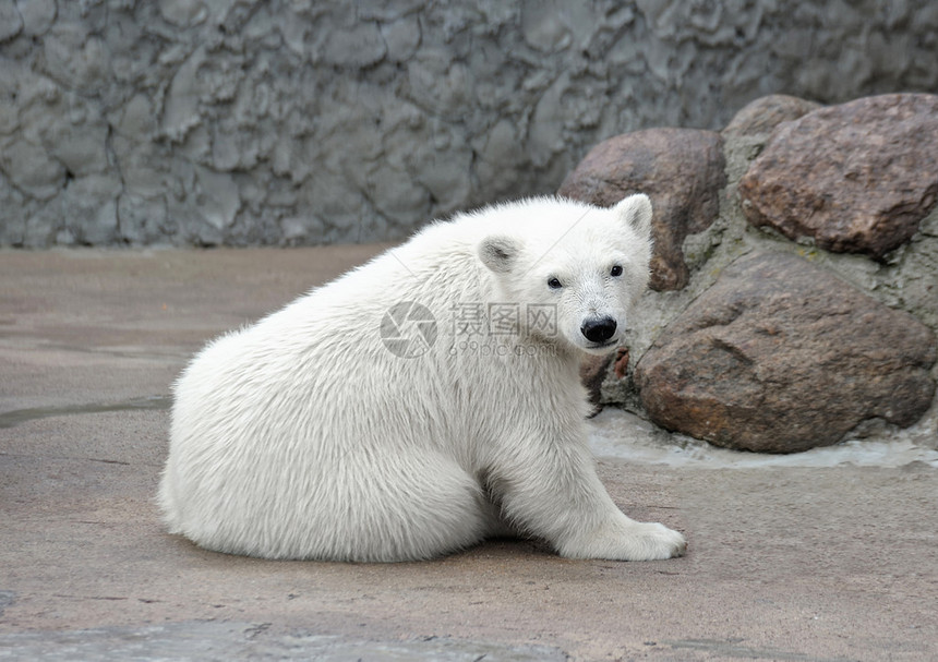 的小白北极熊图片