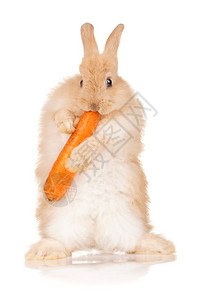 白色背景中胡萝卜的可爱兔子肖像背景图片