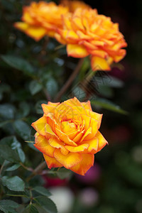 橙色玫瑰图片