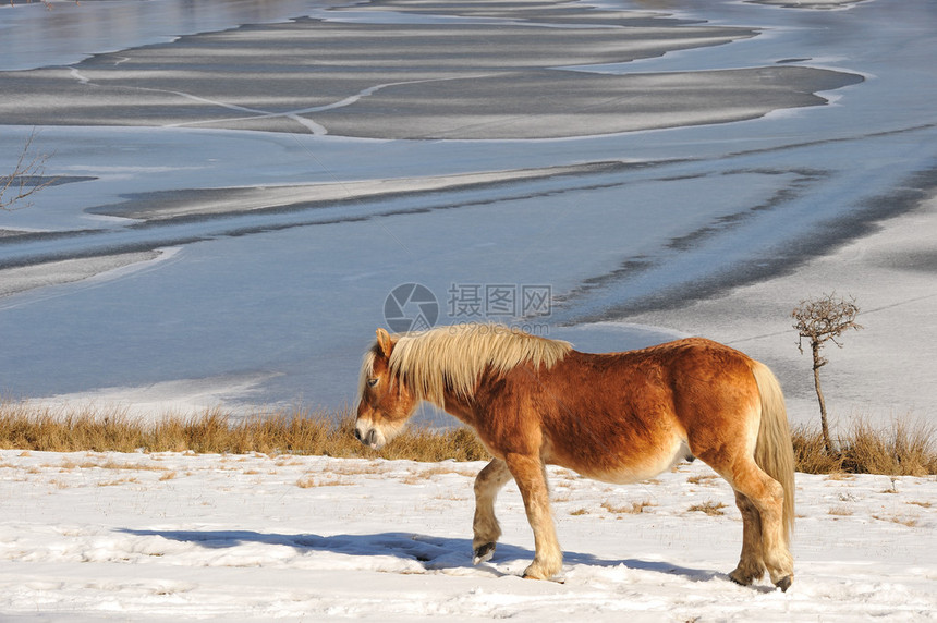 冬天的马在湖边图片