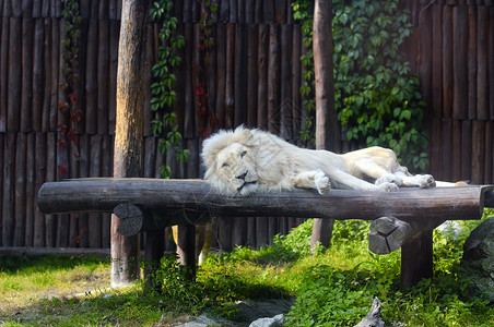 南非狮子休息图片