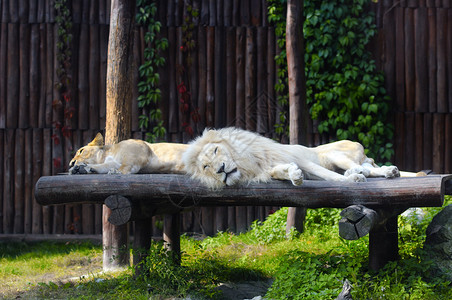 南非狮子和女休息图片