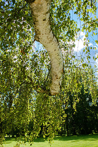 Birch树干公园中春图片