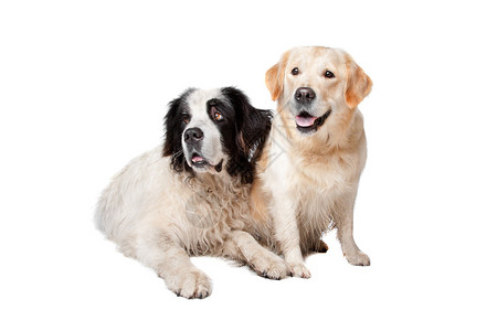 Landseer狗和一个白色背景的拉图片