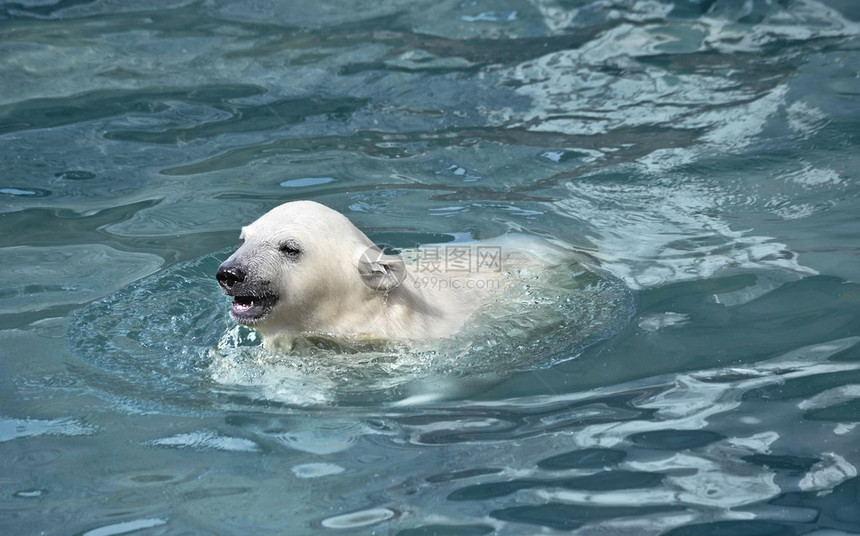 小白北极熊在水中图片