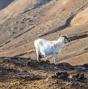 清晨在山上的山羊图片
