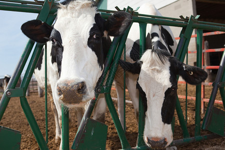 这是Holstein两头奶牛图片