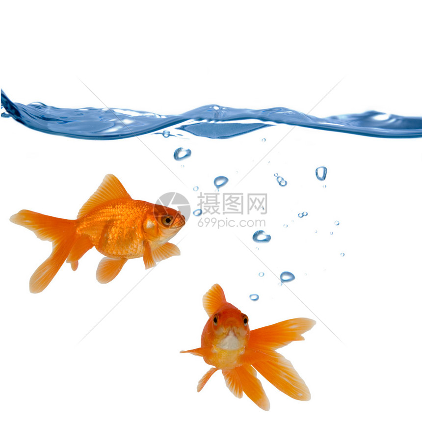 两条金鱼在白色背景下隔离的水中游泳图片