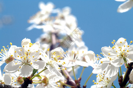 花朵在多彩背景花系列背景图片