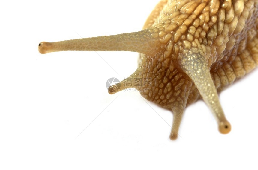 蜗牛上白色孤立图片